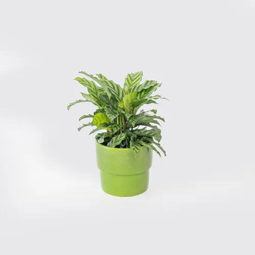 Peacock Plant