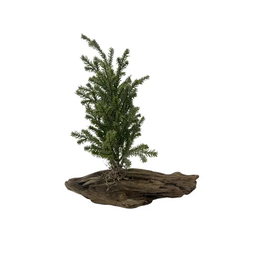 Smalls - Tree - 12.5