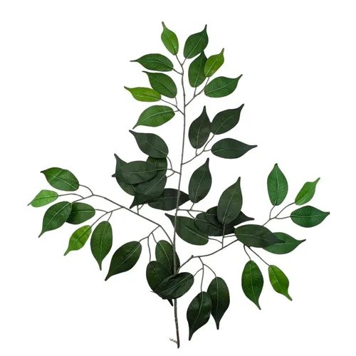 G75 - Greenery - Ficus - 22.5
