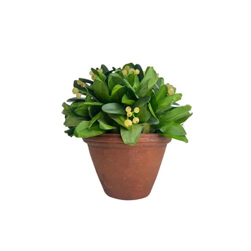 Smalls - Foliage - 8.5