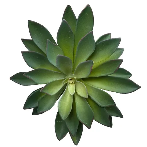 G91 - Greenery - Star Succulent - 7.5