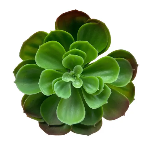 G90 - Greenery - Round Succulent - 7.5