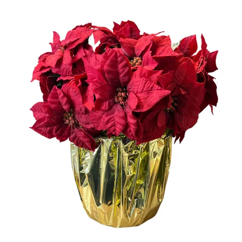 Poinsettia - 22