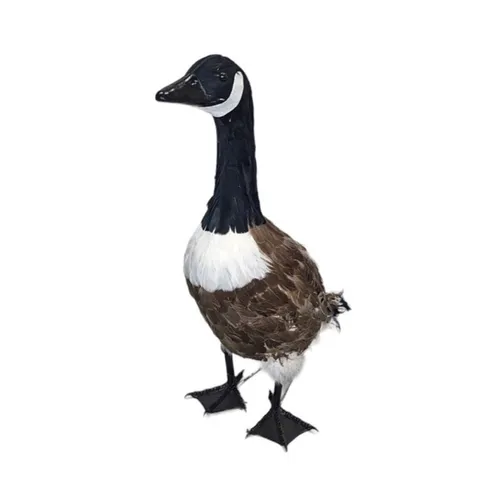 Animals - Canada Goose - 22