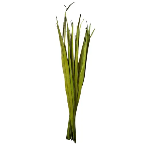 G68 - Greenery - Various Sizes - Green - Cacho Palm Bunch