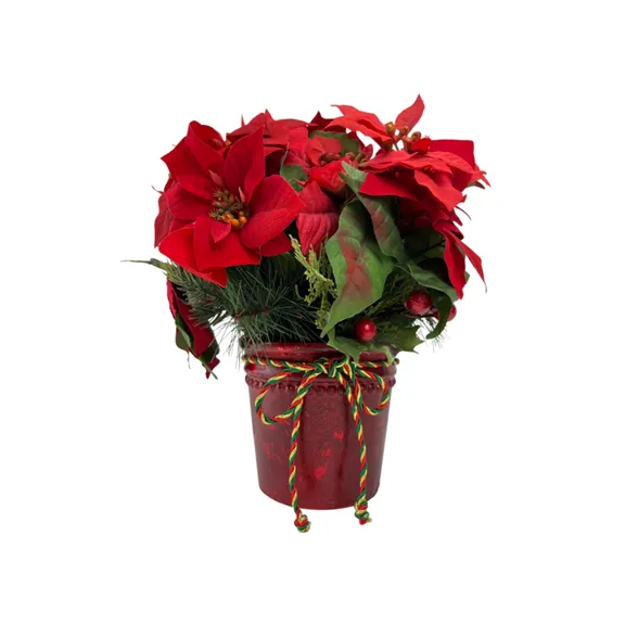 Category_Poinsettias collection image