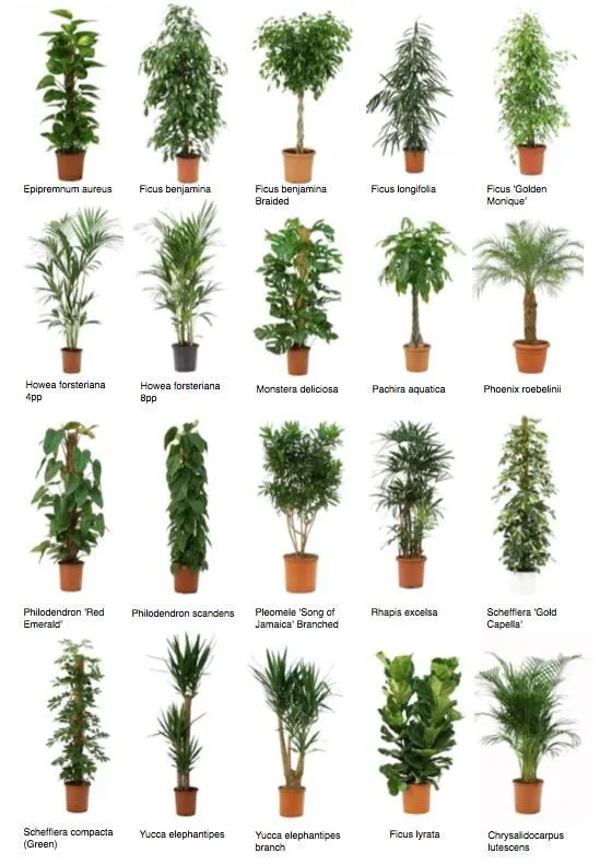 Plantes collection image